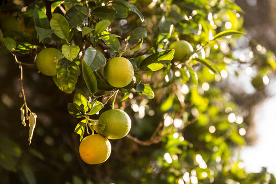 Close-up of citrus fruits growing on branches
