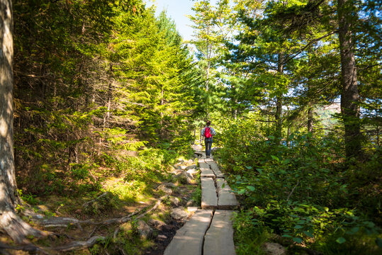 Rear view of female hiker standing on wood amidst forest at Acadia National Park