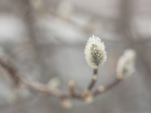 Close-up of buds on plant during winter