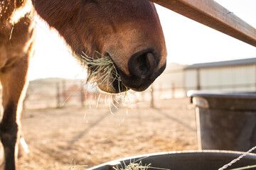 Cropped image of horse eating grass at barn