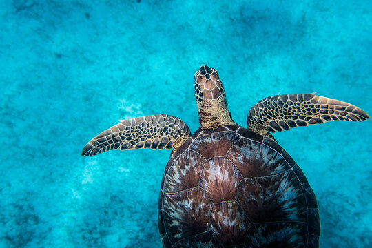High angle view of turtle swimming undersea