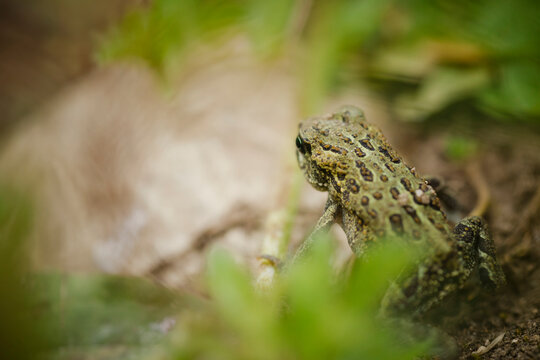High angle view of western toad on field