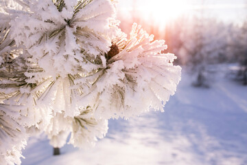Close-up of frosted tree