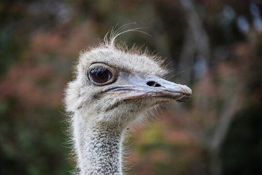 Close-up portrait of ostrich