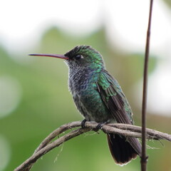  The white-chinned sapphire Hummingbird – Chlorestes cyanus, in the Amazon Rainforest of Peru, Madre de Dios, Tambopata