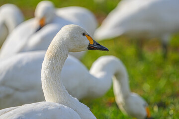 Obraz premium コハクチョウ