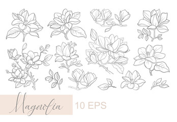 Vector graphic linear illustration of a sprig of magnolia flowers - obrazy, fototapety, plakaty
