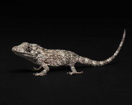 Chamaeleolis porcus isolated on black. Lizard in studio. Portrait of Oriente bearded anole on black background. High quality photo