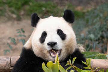 Obraz premium Close up Cute Fluffy Panda in South Korea