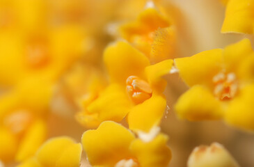 Fototapeta na wymiar 和紙の原料となるミツマタの鮮やかな球状の黄色頭花をクローズアップ撮影（マクロレンズ使用）