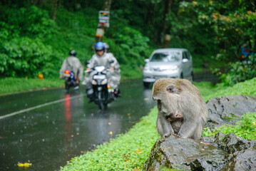 Small Monkey and His Mother In Bali near the road on a rainy day