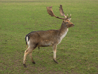 deer with antlers walks across the field.