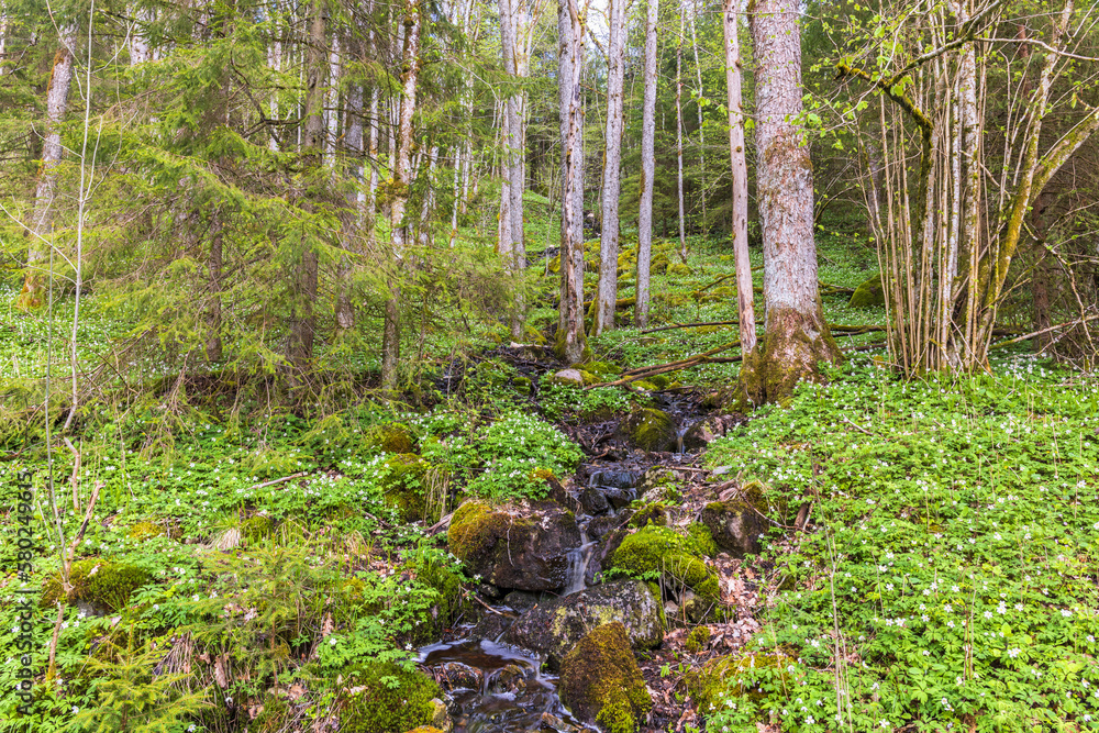 Canvas Prints Creek in a woodland at springtime