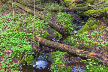 Fototapeta premium Fallen trees by a forest creek