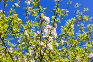 Apple tree blooming in the spring