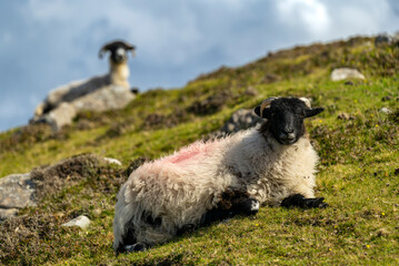 Two sheep lying on a green meadow, looking towards camera, County Donegal, Ireland