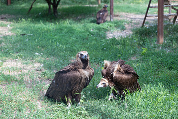 Taigan Safari Park In Belogorsk. Crimea, Russia, 29.05.2021