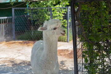 Taigan Safari Park In Belogorsk. Crimea, Russia, 29.05.2021