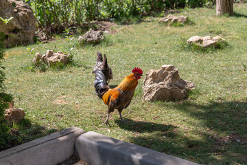 Taigan Safari Park In Belogorsk. Crimea, Russia, 29.05.2021