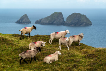 Flock of sheep grazing at Benwee Head loop walk, County Mayo, Ireland