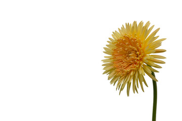 Gerbera flowers isolated . Save with clipping path.