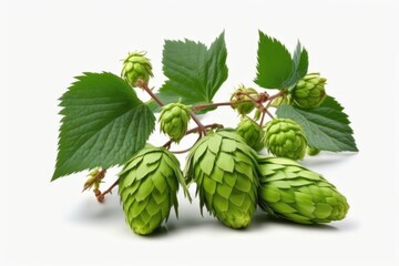 a branch of young, green hops, isolated on a white backdrop. leaf covered hop cones. Natural hop flowers Up close. Generative AI