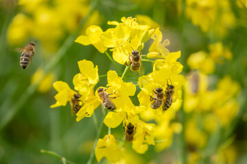Bienen im Raps