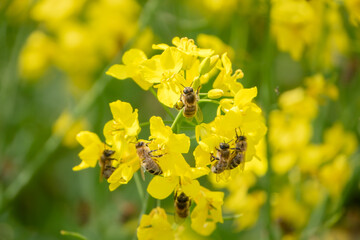 Viele Bienen auf Rapsblüte