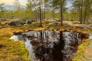 Spring flood on the swamp at the river Inna, Norway