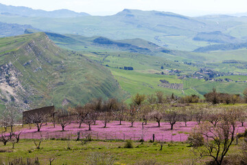 Monti Iblei. Paesaggio con campo in fioritura a primavera