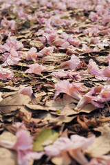 Random focus on the fallen blossom pink flowers on the ground