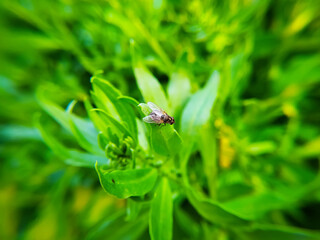 Fly on green leaf in the garden, India. (Selective focus)