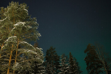 Fototapeta na wymiar trees in the night