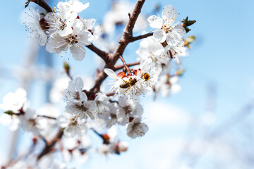 blossom, fruit tree blossom, Apricot blossom, cherry blossom