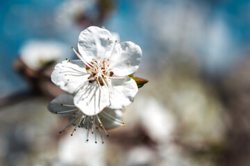 blossom, fruit tree blossom, Apricot blossom, cherry blossom