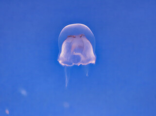 Arctic Jellyfish