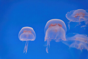 Arctic Jellyfish