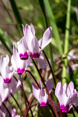 Pink flowers of blooming cyclamens among green grass close-up.