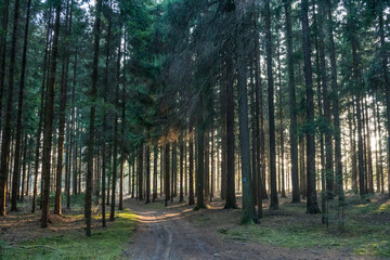 Obraz premium Dense spruce tree forest in sunlight