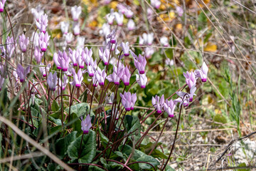 Obraz premium Pink flowers of blooming cyclamens among green grass close-up.