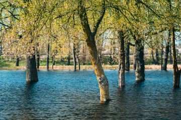 Trees That Standing In Water During Spring Flood Floodwaters. Ripples On Water. Water Deluge During...