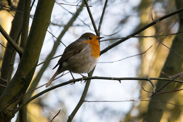 Rotkehlchen (Erithacus rubecula)