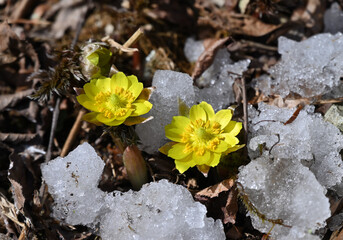 福を呼ぶ早春の花「福寿草（フクジュソウ）」
