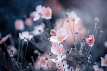 Piękne kwiaty zawilców japońskich. Pastelowe odcienie różowo białych zawilców. Kompozycje w ogrodach z kwitnącymi kwiatami. Świeże kwiaty. Tematyka roślin. - obrazy, fototapety, plakaty