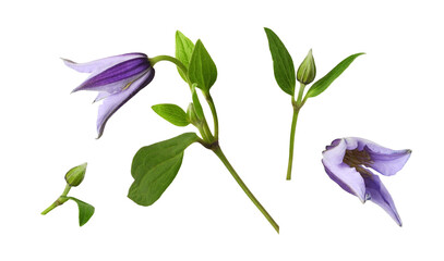 Set of purple flowers and buds of clematis isolated on white or transparent background