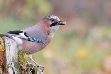 blue jay in the forest