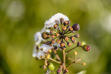 Winterzeit im Garten