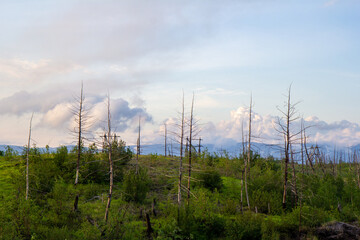 Dead trees in the tundra against the backdrop of smoke from factories
