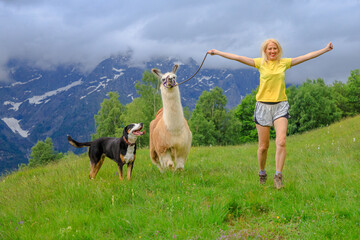 Girl running with a alpaca llama and a dog in Comino mount in Switzerland. Centovalli valley in Ticino canton. Top of Verdasio-Monte Comino cable car station. © bennymarty