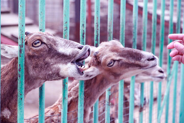 Goats in a zoo in a cage. The woman feeds the pets.